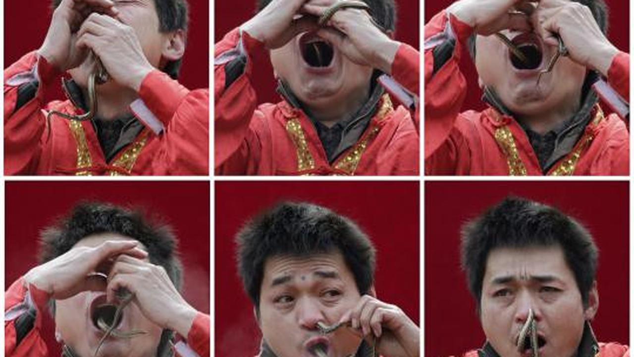 Atraksi nekat, pria ini memasukkan ular hidup melalui hidung