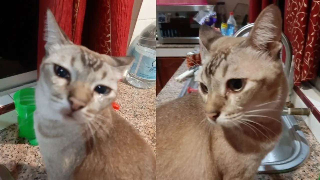 kucing menangis