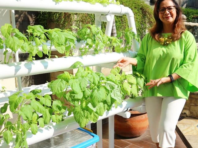 Segarnya Kebun Hidroponik Di Rumah Memes Hijau Di Mana Mana