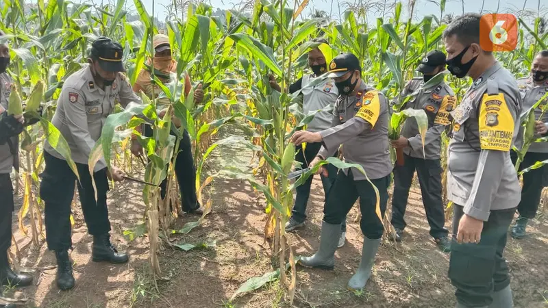 panen jagung untuk ketahanan pangan warga oleh personel Polsek Lampasio, Tolitoli