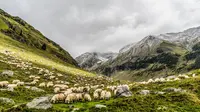 Populasi Domba di Selandia Baru Menyusut Drastis, Apa Sebabnya?