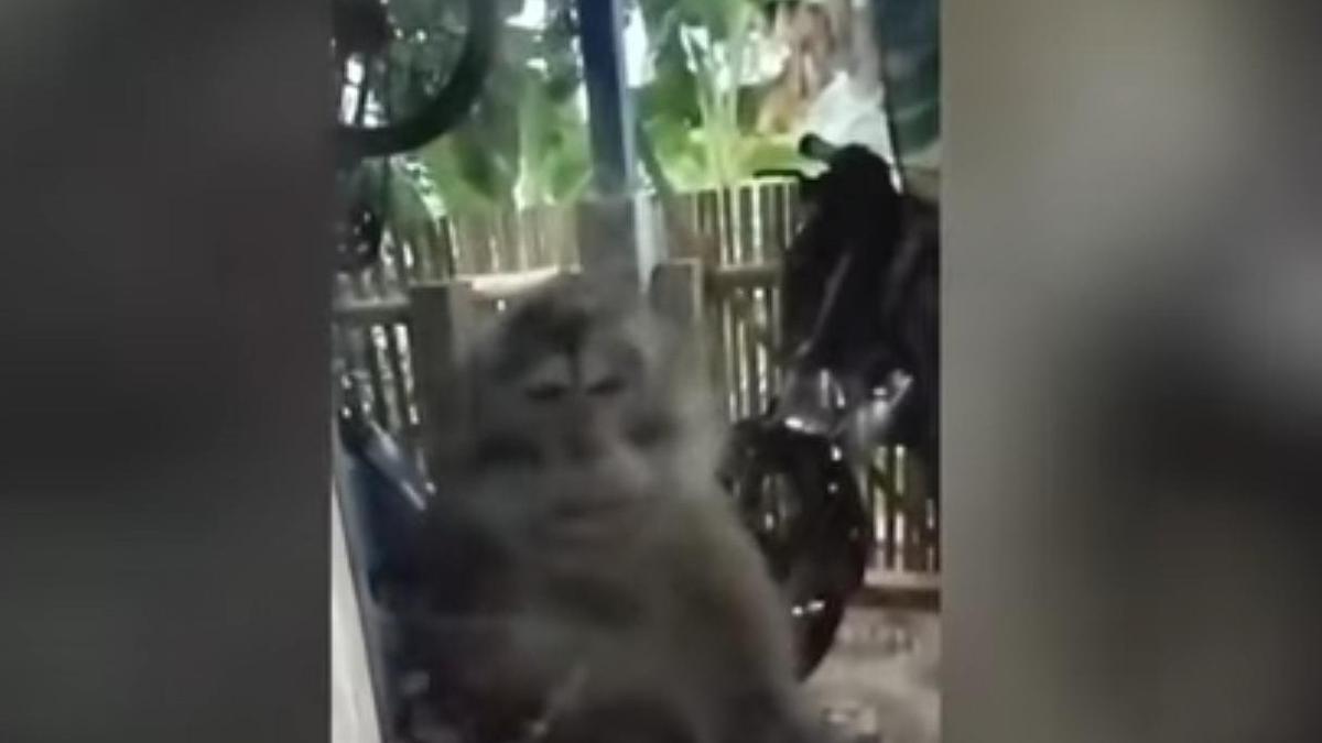 Kawanan monyet liar teror permukiman di Cianjur — bocah 5 tahun jadi korban serangan. Warga mendesak tindakan segera dari pihak berwenang. #Cianjur #MonyetLiar