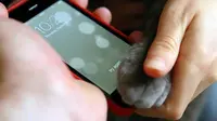[VIDEO] iPhone 5S Juga Bisa Baca Sidik Jari Kucing?