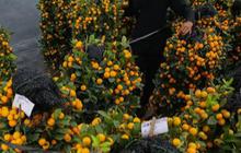 8 Pohon Buah yang Cepat Berbuah, Cocok untuk Kebun Rumah Anda