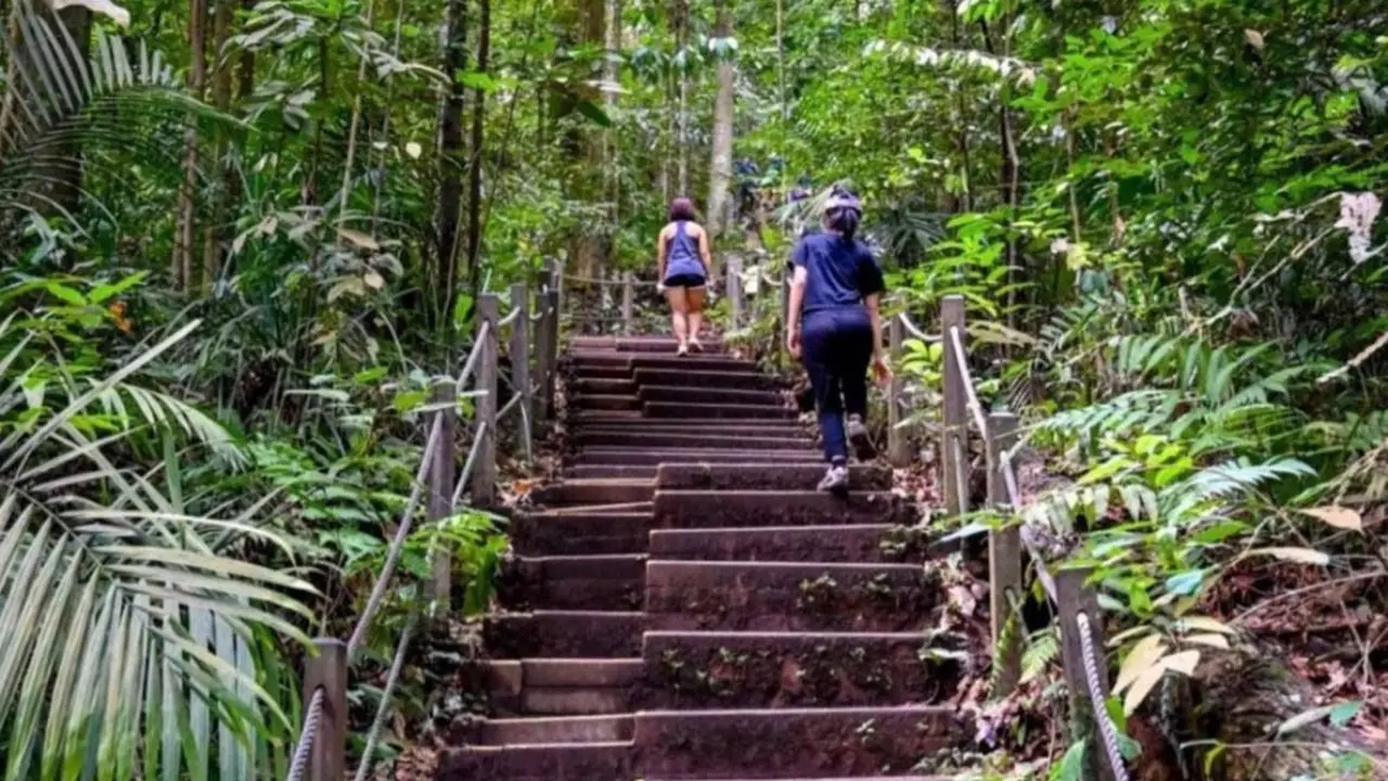 Bukit Timah di Singapura, salah satu spot hiking warga lokal dan turis.