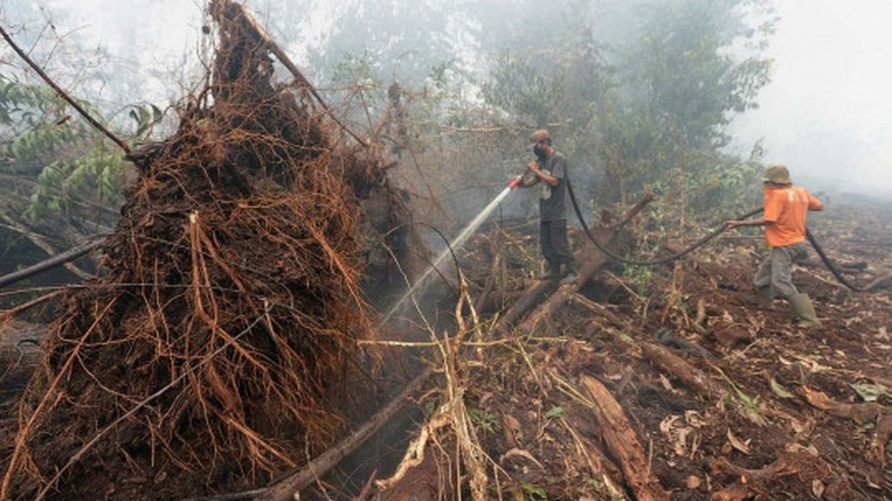 Kisah pekerja kebun kelapa sawit berjibaku padamkan kebakaran hutan