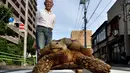 Seorang warga Tsukishima, Tokyo, Jepang memiliki binatang peliharaan yang tidak biasa, seekor kura-kura Afrika. Pemiliknya, Hisao Mitani mengaku telah memelihara kura-kura yang diberi nama Bon-chan itu  selama 19 tahun.  (AFP Photo/Kazuhiro Nogi)