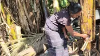 Kekeringan Ekstrem, Warga di NTT Korek-Korek Pohon Pisang Cari Air Demi Bertahan Hidup