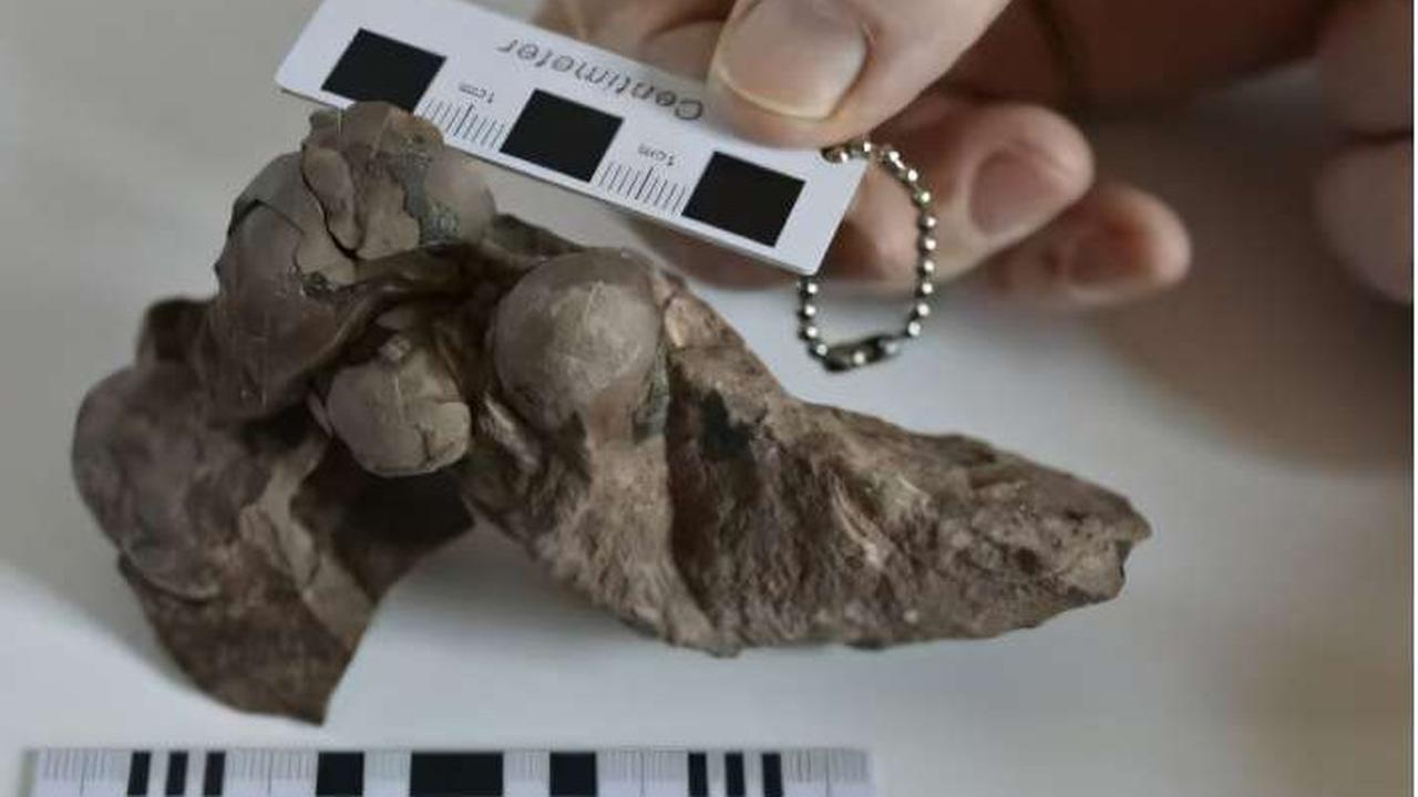 Ilmuwan Temukan Fosil Dinosaurus Terkecil Berusia 80 Juta Tahun, Ukurannya Hanya Sebesar Kancing Baju & Masih Lengkap dengan Embrionya