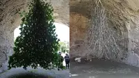 Pohon Buah Tin Tumbuh Terbalik di Italia (Sumber: Oddity Central)