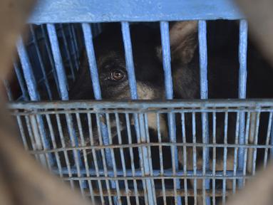 Foto pada 14 Juli 2021, seekor anjing berada dalam kandang di toko hewan peliharaan yang tutup di Dhaka, Bangladesh. Ratusan binatang mati di pasar hewan peliharaan terbesar di Dhaka setelah toko-toko terpaksa tutup saat pemerintah Bangladesh memberlakukan lockdown corona. (Munir UZ ZAMAN/AFP)