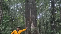 Kisah Damianus Nadu dan Tengkawang, Penjaga Hutan Warisan Leluhur Dayak