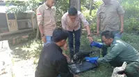 Petugas BKSDA Jawa Barat menerima penyerahan satwa liar Elang Ular Bido yang ditemukan warga di hutan kawasan Majalengka. Foto (Liputan6.com / Panji Prayitno)