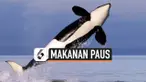 THUMBNAIL PAUS