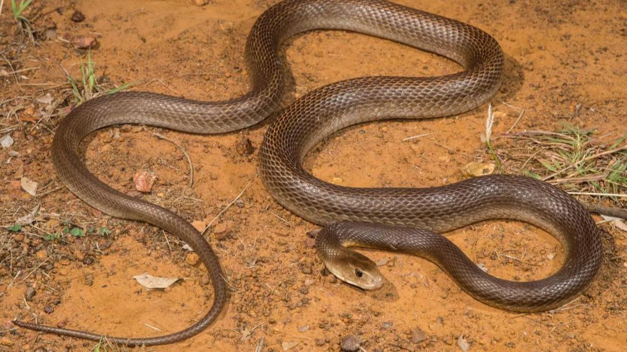 9. COASTAL TAIPAN