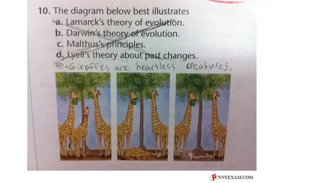 Courtesy Funnyexam.com