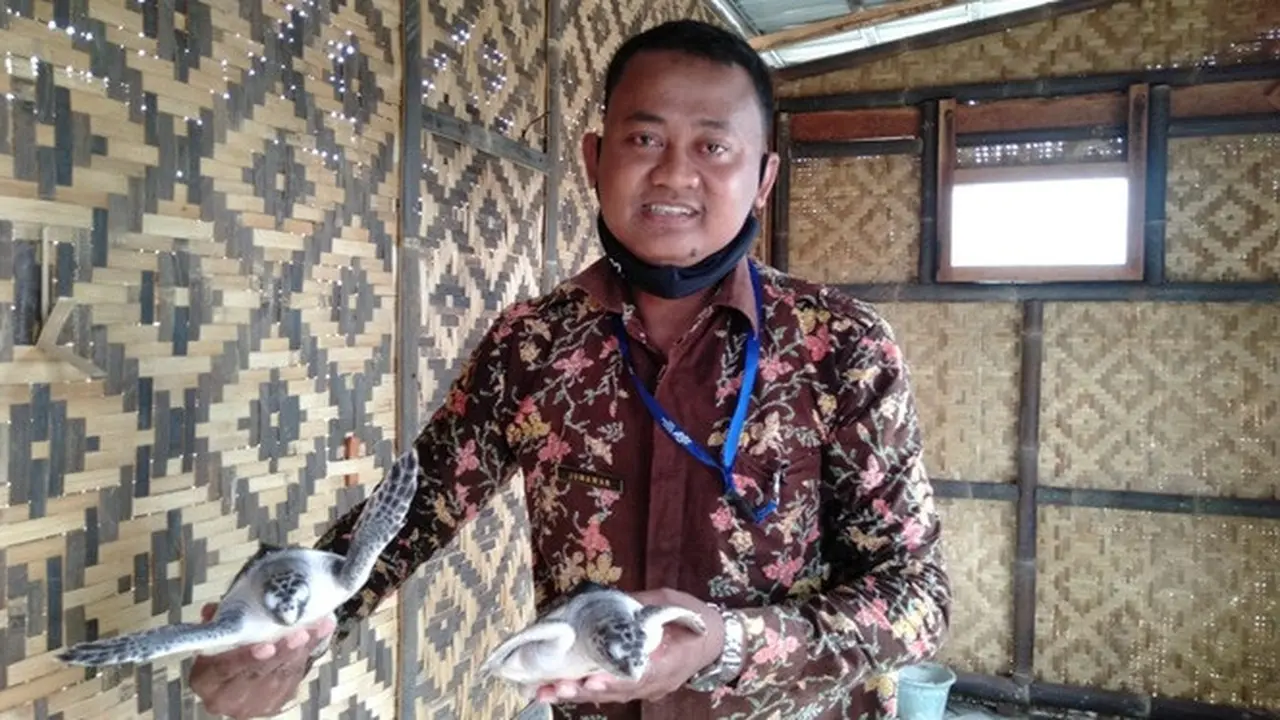 Kisah Perjuangan Pria Bangun Konservasi Penyu, Siap Jadi Eduwisata Era Pandemi