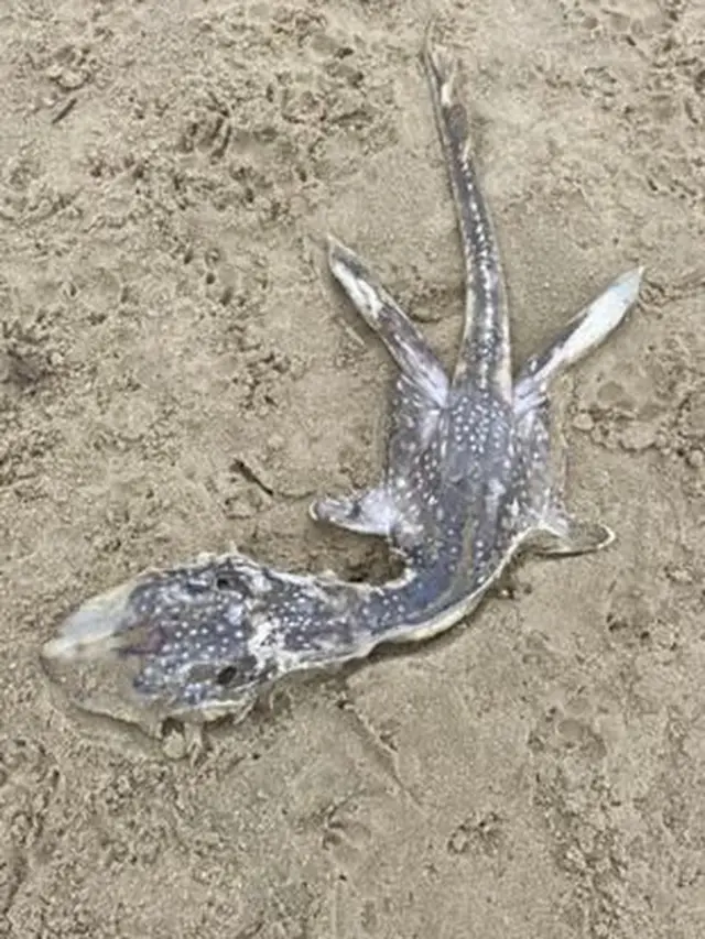 Gambar penemuan makhluk laut misterius yang terdampar mati di pantai di Inggris tahun lalu.