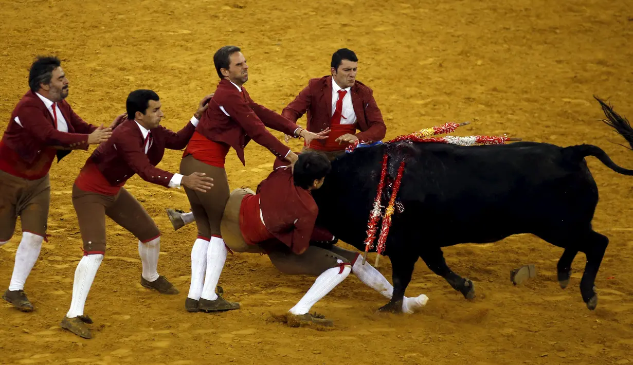 Tim Alcochete Forcados beraksi selama adu banteng di arena adu banteng Campo Pequeno di Lisbon, Portugal (1/10/2015). Forcados masih menggunakan cara tradisional Portugal menangkap banteng tanpa bantuan alat. (REUTERS/Rafael Marchante)