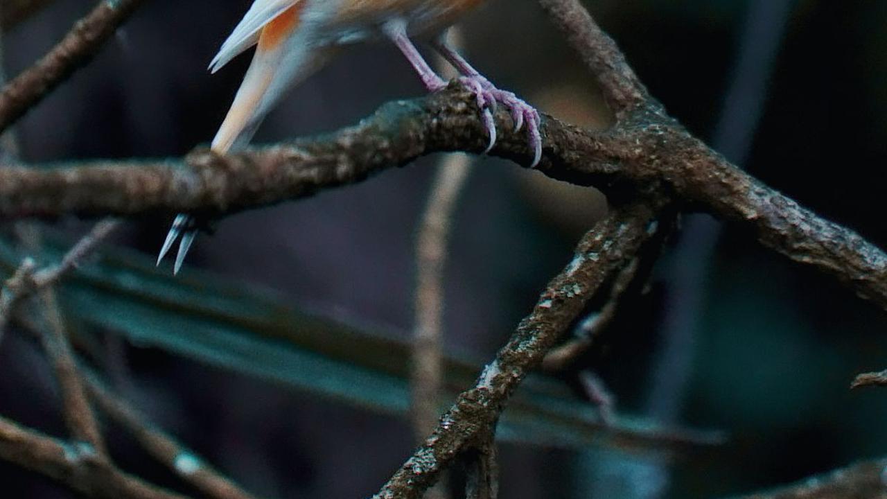 Ternak kenari adalah salah satu ide bisnis yang banyak diminati oleh penikmat burung hias. Kenari adalah burung hias berbulu kuning yang cantik, dan kicauan suaranya merdu. Tak heran banyak yang megagumi burung hias satu ini. Saat Anda memutuskan ingin be