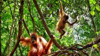 Orangutan Sumatera di Bukit Lawang, Langkat, Sumut (Dokumentasi: Pemandu Wisata Dian Gunawan)