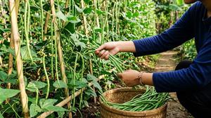 7 Cara Menanam Kacang Panjang dari Biji, Panduan Praktis untuk Hasil Panen Melimpah