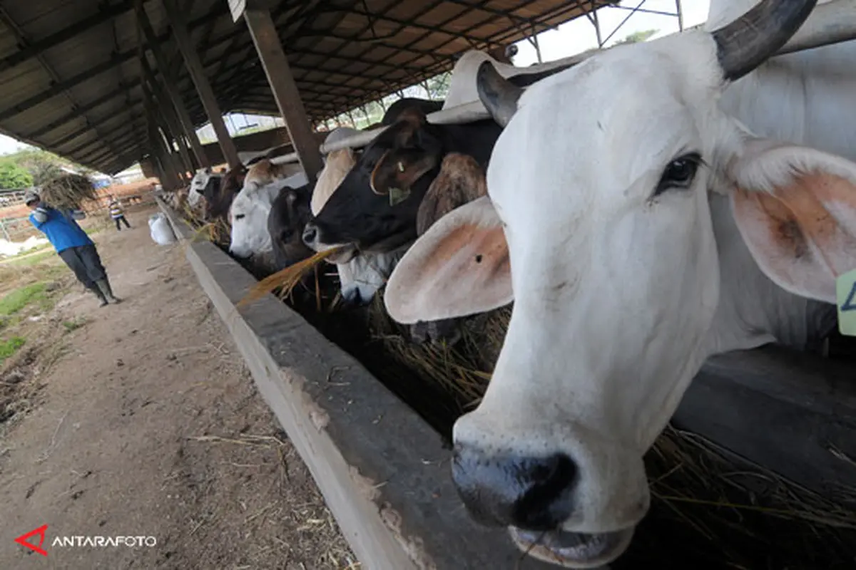borong-sapi130801b.jpg