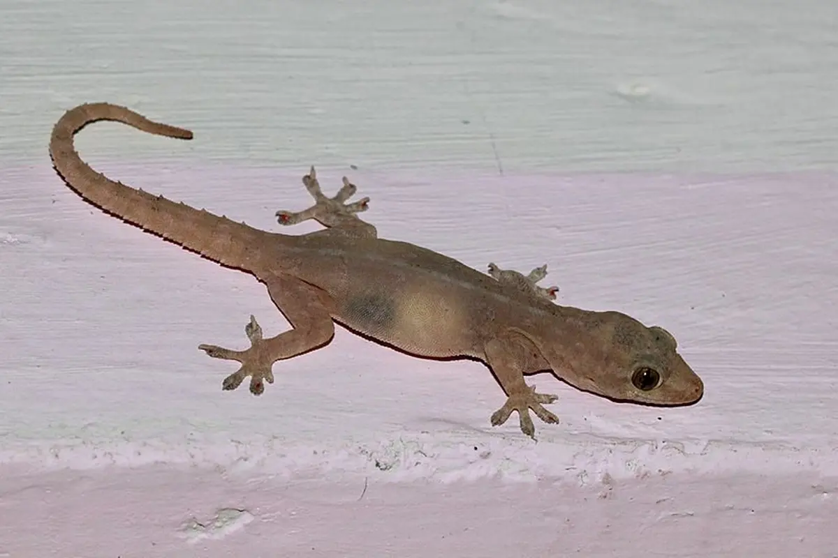 Ilustrasi cicak atau Hemidactylus frenatus (Wikimedia Commons)