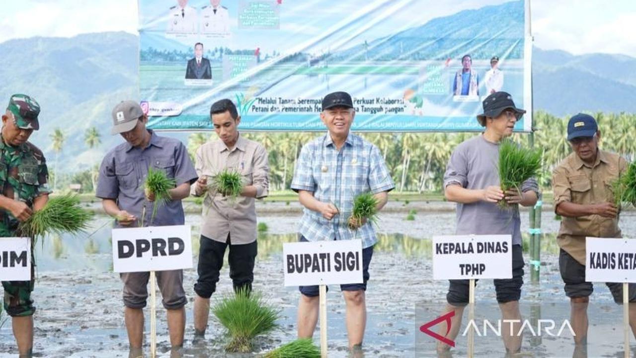 Perkuat Swasembada Pangan Sigi, Pemkab Tanam Padi di 816 Hektare Lahan Gumbasa