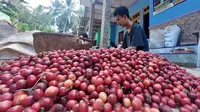 Petani kopi sedang menyortir dan membersihkan ceri kopi yang baru dipetik (Hermawan Arifianto/Liputan6.com)