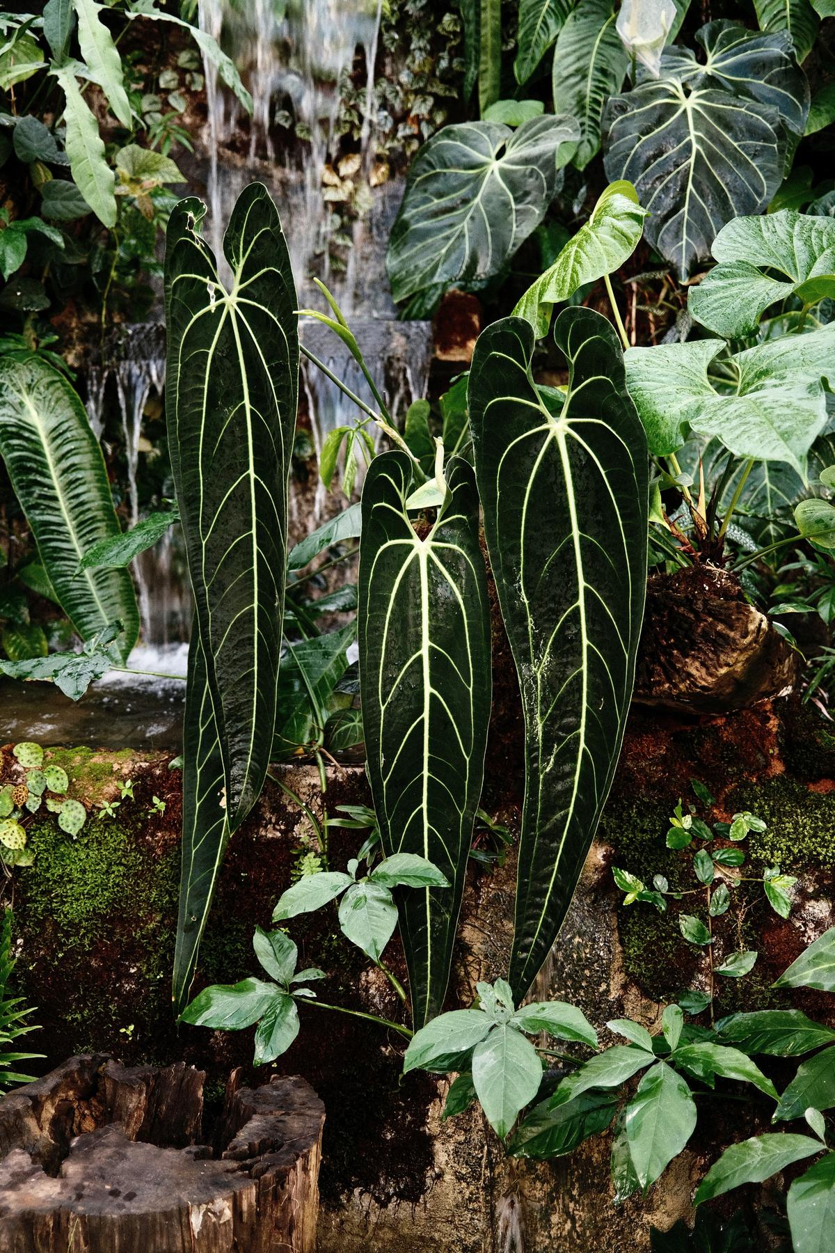 Ilustrasi Anthurium Warocqueanum