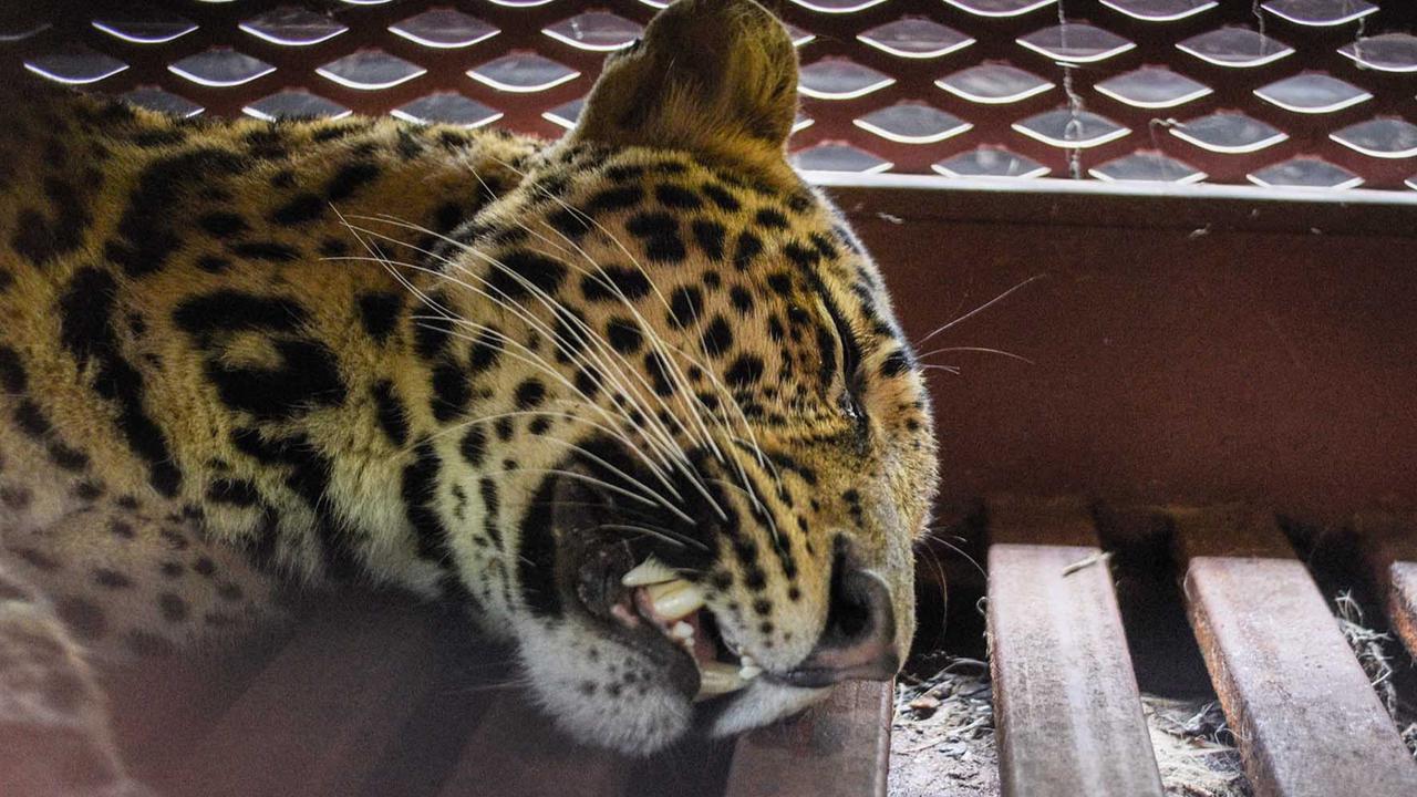 Kondisi Terbaru Macan Tutul yang Sempat ‘Check-In’ di Hotel Anugrah Bandung