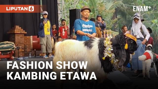 Sejumlah kambing unjuk gigi dalam Fashion Show di Kulon Progo. Fashion show yang digelar oleh Desa Wisata Purwosari bekerjasama dengan Dinas Pariwisata Kabupaten Kulon Progo itu bertajuk Ramban Festival.