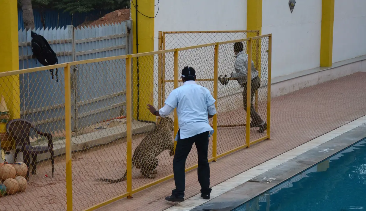 Sanjay Gubbi berhasil melarikan diri dari serangan macan tutul di sebuah sekolah swasta di pinggiran Bangalore, India, Minggu (7/2). Sanjay Gubbi merupakan seorang pelestari satwa. (AFP PHOTO/STR)