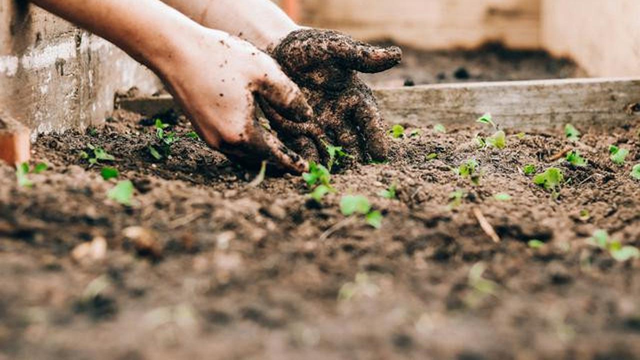 6 Tips agar Tanaman Cabai Terus Tumbuh Subur setelah Panen Pertama
