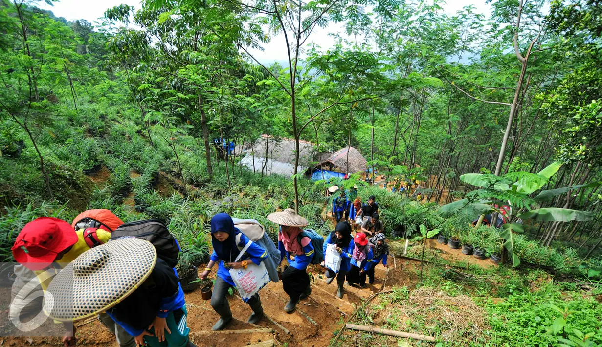 Suasana pertanian milik WIKA di daerah Leuwiliang yang ditanami pohon Sengon, Bogor, Selasa (31/5/2016). Selain pohon Sengon, para petani di pertanian ini juga menanan jahe merah dan ternak sapi. Liputan6.com/Yoppy Renato)