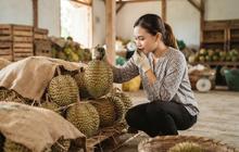 Cara Peram Buah Durian agar Cepat Matang, Manis, dan Dagingnya Lembut