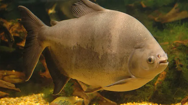 ikan pacu