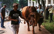 MUI Tegaskan Sapi Qurban Banpres APBN Sah Syariat dan Konstitusi, Luruskan Polemik