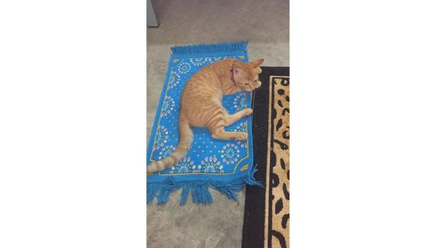 6 Potret Lucu Kucing Temani Salat Tarawih, Bikin Gemas