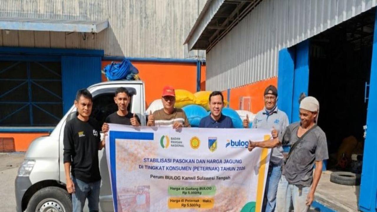 Bulog Salurkan Jagung Pakan Ternak Lewat SPHP, Stabilkan Harga di Sulawesi Tengah
