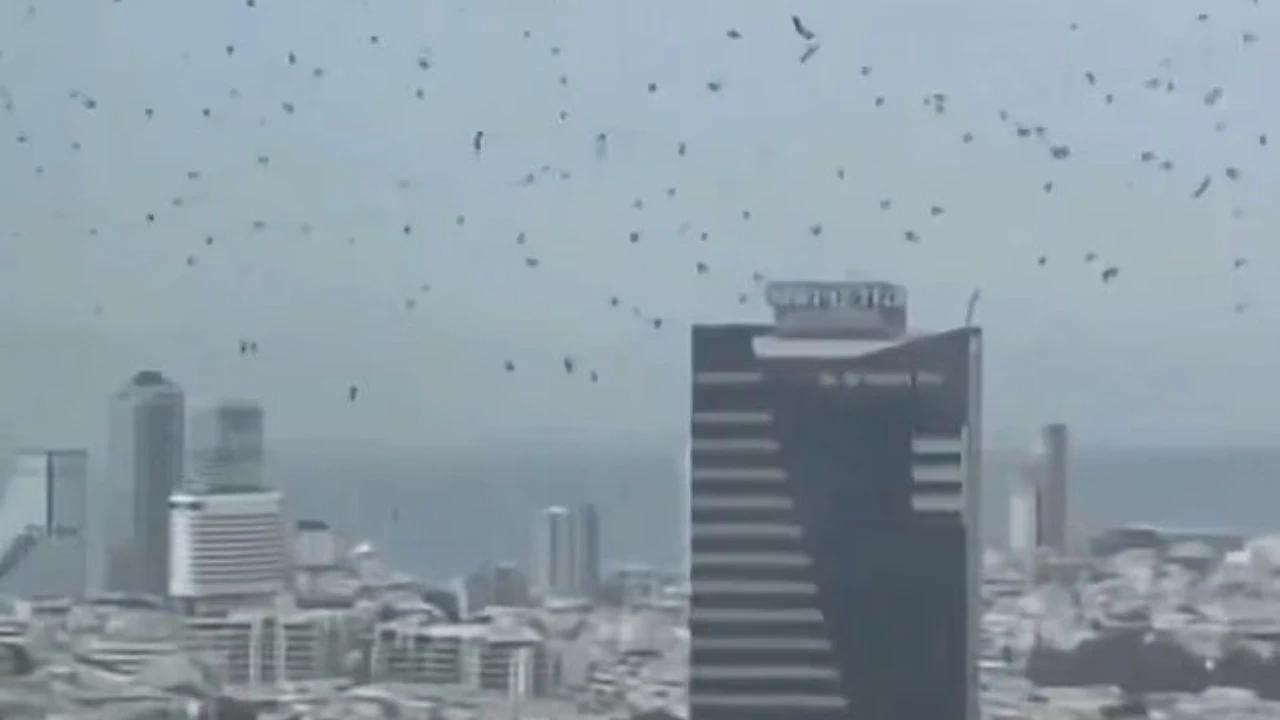 VIDEO Langit Tel Aviv Dikerumuni Ribuan Burung Gagak, Netizen Anggap Pertanda Runtuhnya Israel Seperti Disebut Kitab Suci