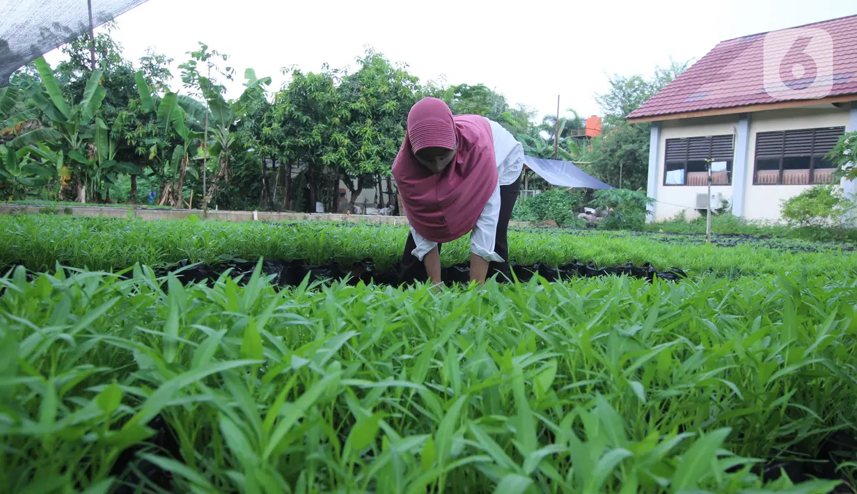 Petugas Dinas Ketahanan Pangan (DKP) Kota Tangerang merawat bibit tanaman di Tangerang, Banten, Rabu (4/11/2020). DKP Kota Tangerang menargetkan membagikan 486 ribu bibit tanaman hingga akhir November 2020 untuk warga melalui kecamatan di tengah pandemi COVID-19. (Liputan6.com/Angga Yuniar)