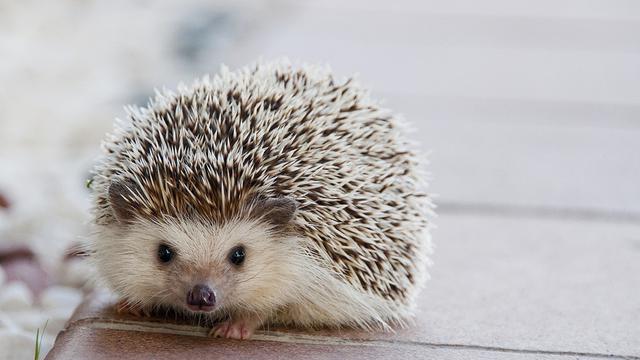 Ilustrasi landak mini