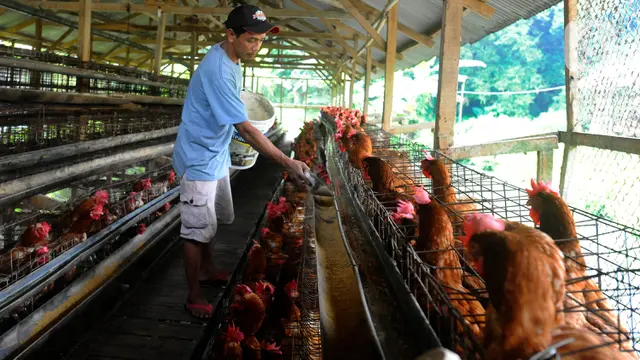 harga telur ayam tinggi