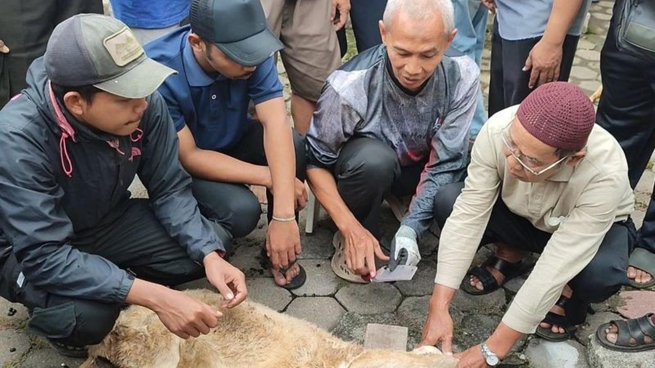 Tingkatkan Kompetensi, 50 Peserta Ikuti Pelatihan Penyembelihan Hewan Kurban di Bandongan