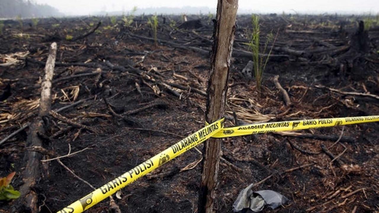 Ini bibit sawit yang muncul di hutan bekas kebakaran Palangkaraya