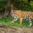 Mantan Aktor Cilik Tewas Diterkam Harimau di Kebun Binatang Inggris