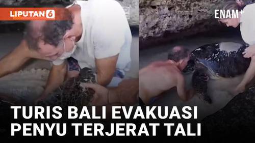 VIDEO: Turis Bali Evakuasi Penyu Terjerat Tali Jadi Perhatian Sandiaga Uno