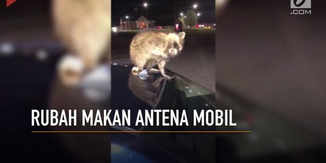 VIDEO: Ups! Rubah Doyan Makan Antena Mobil